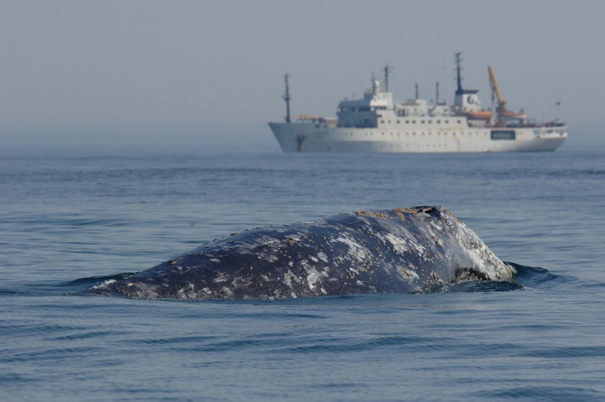 A whale surfaces near a research vessel