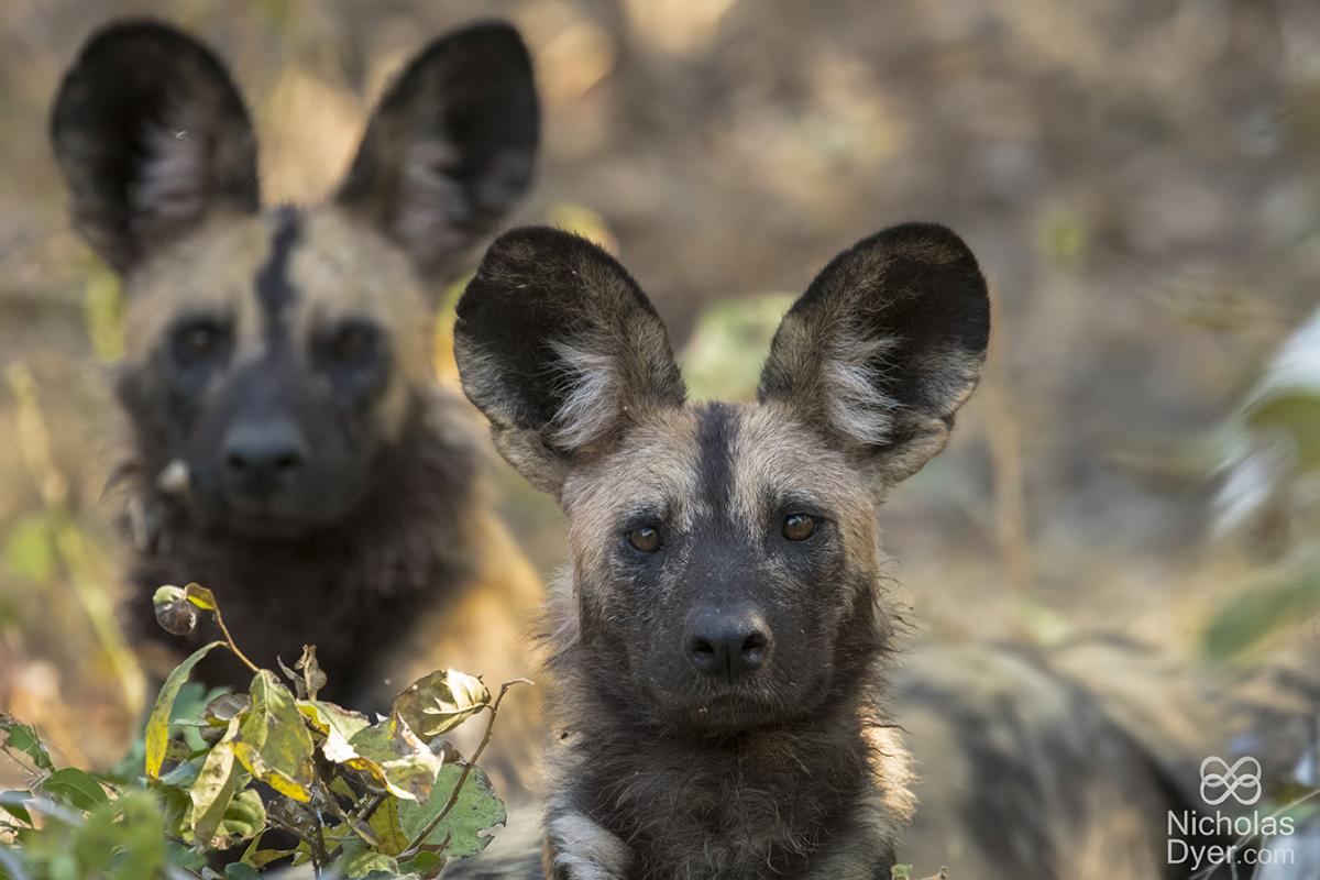 African Wild Dog (lycaon pictus)