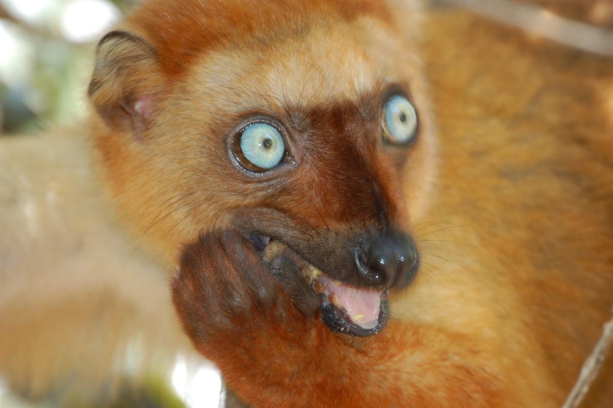 Eulemur flavifrons Blue eyed Black lemur female protected by AEECL and IUCN's SOS - Save Our Species