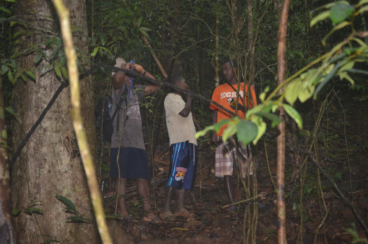 Lemur Survey in Anabohazo forest 
