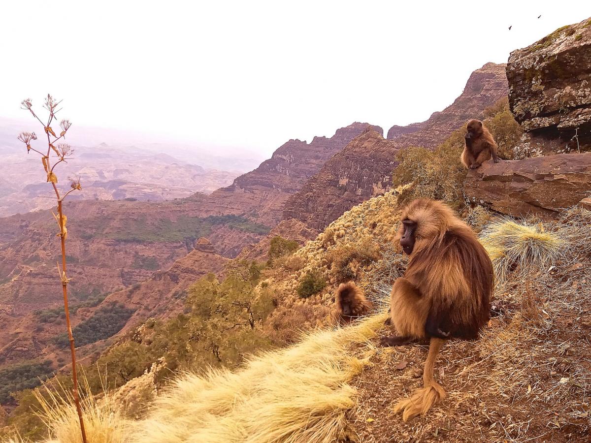 Simien National Park, Ethiopia