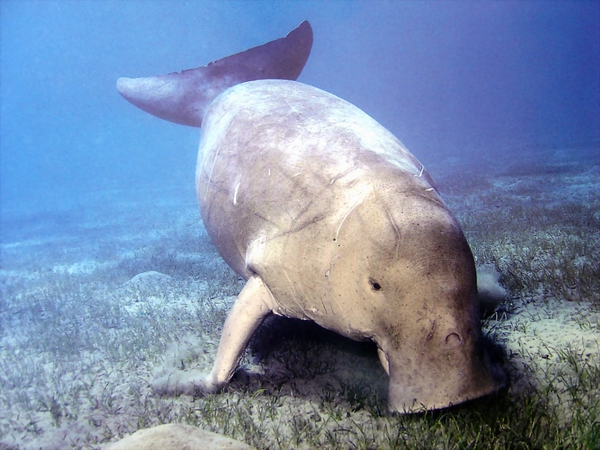 Dugongs feed on seagrass in the shallows around Bazaruto
