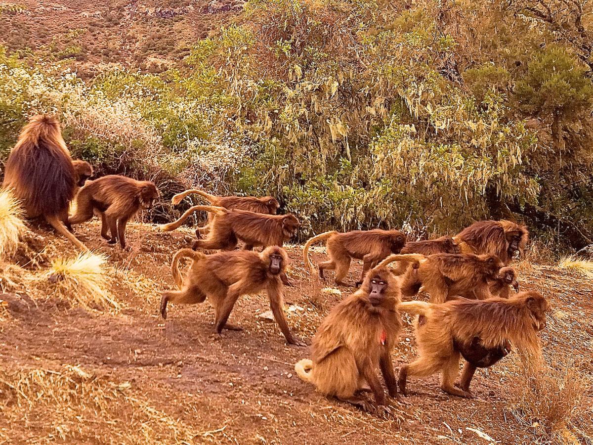 Simien National Park, Ethiopia