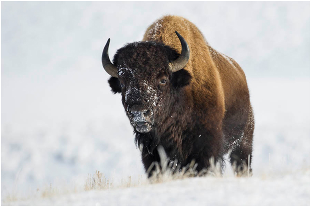 American bison (Bison bison) 