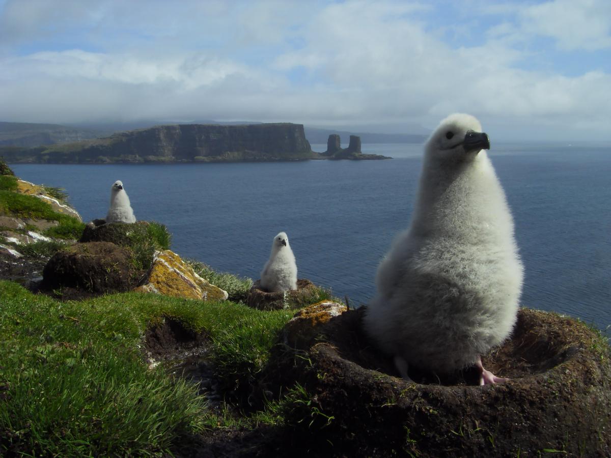 Albatross chicks at the coast of Kerguelen - part of the TAAF MPA special protected zone (Sub-Antarctic)