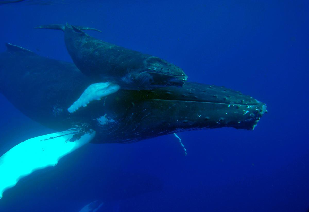 Humpback whale with calf in the Agoa marine mammal sanctuary, covering all the French Overseas waters in the Caribbean