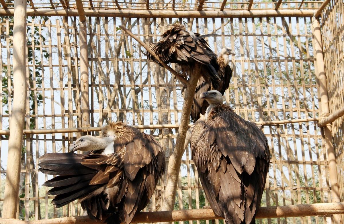 Vultures inside the Rescue Centre