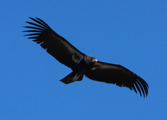 California condor  (Gymnogyps californianus) 