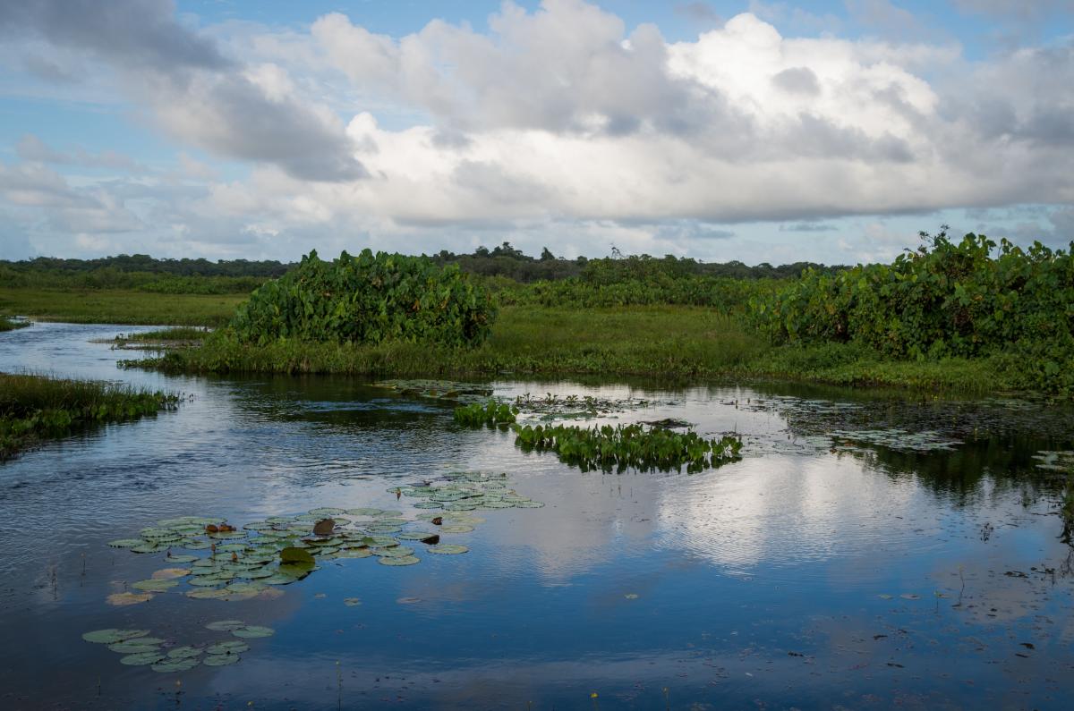 Coastal wetlands in French Guiana