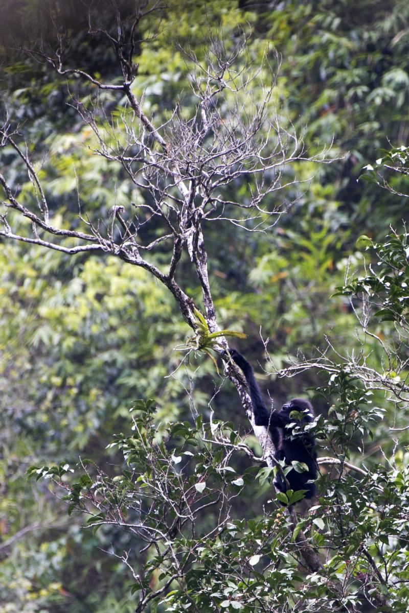 Black Crested Gibbon 