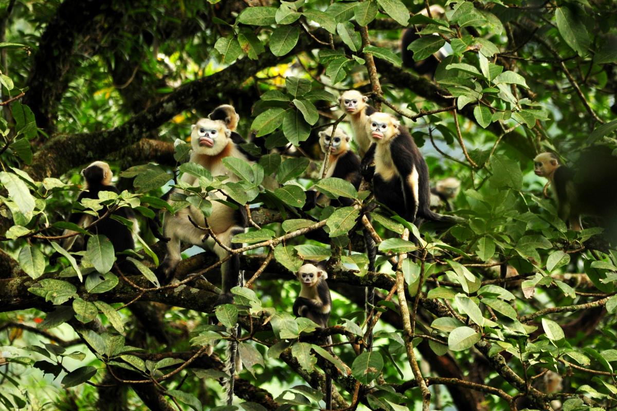 A Family of Tonkin Snub-Nosed Monkeys