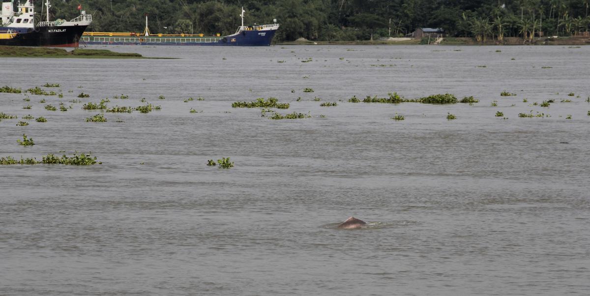 Ganges River Dolphin at the confluence of the Bhairab-Atai-Rupsha river system in Khulna, Bangladesh.