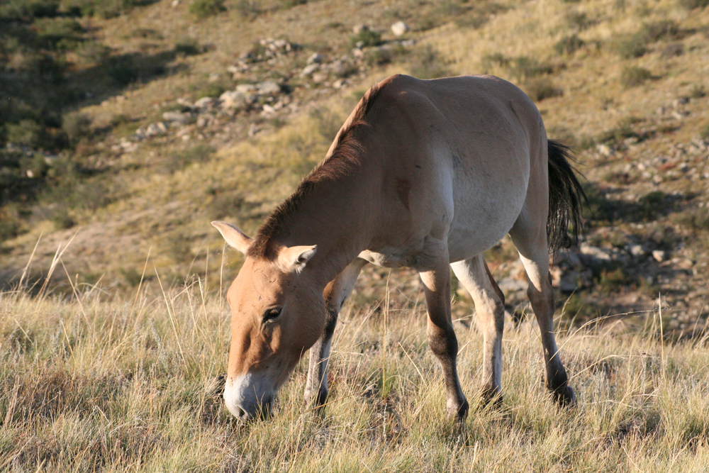 Przewalski’s Horse (Equus ferus) 