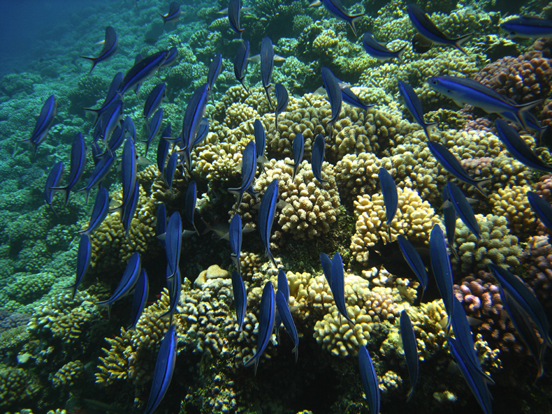 Shoal of fusiliers swimming over corals around the Fakarava atoll in French Polynesia