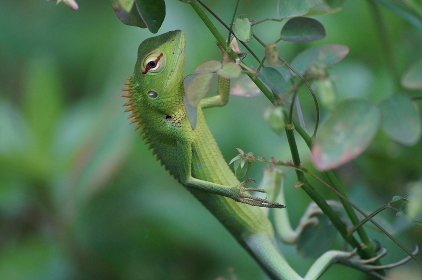 Sinharaja Forest Reserve, Sri Lanka - green forest lizard - IUCN Elena Osipova