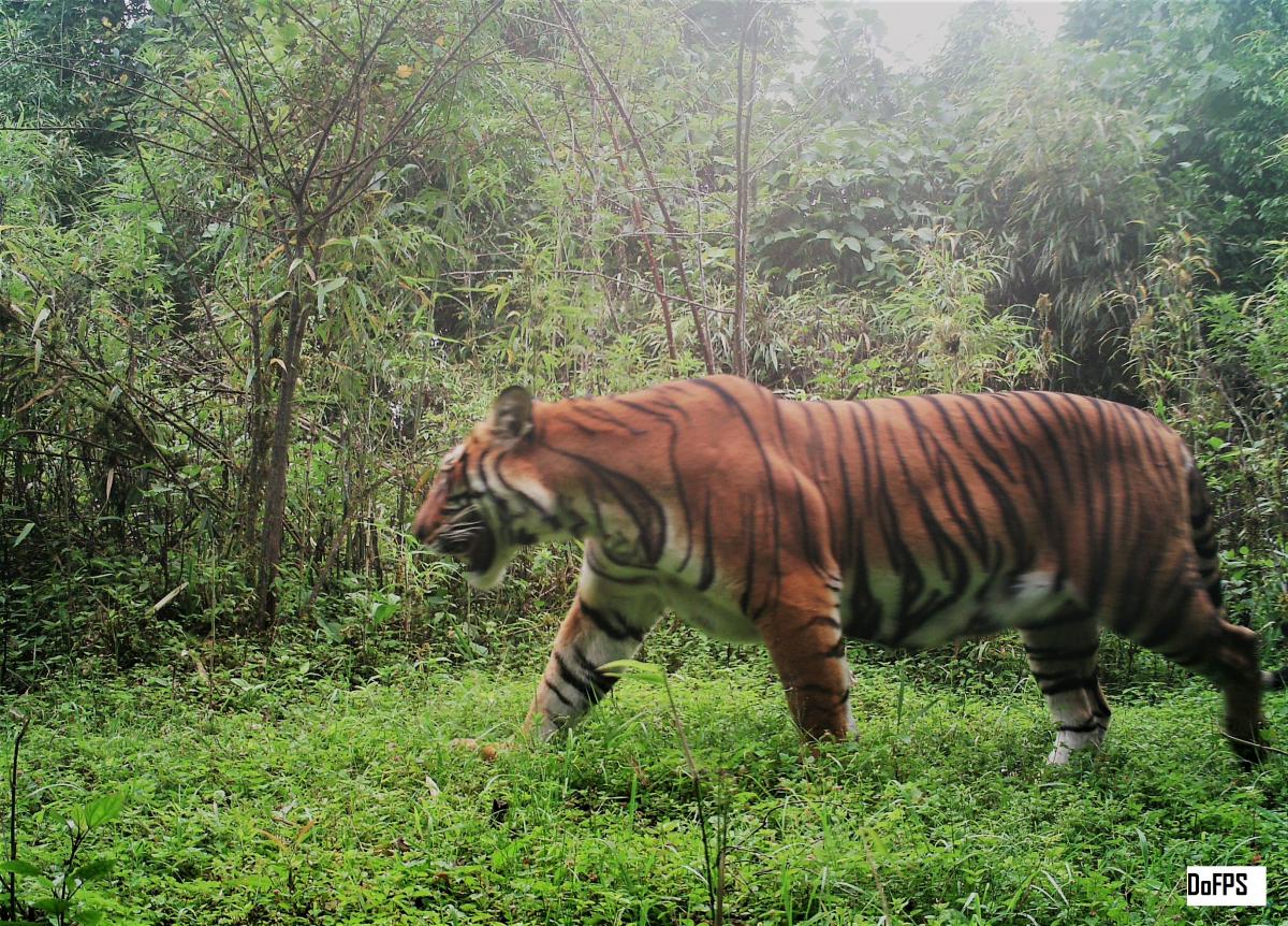 Tiger on camera trap in Bhutan - DoFPS Bhutan
