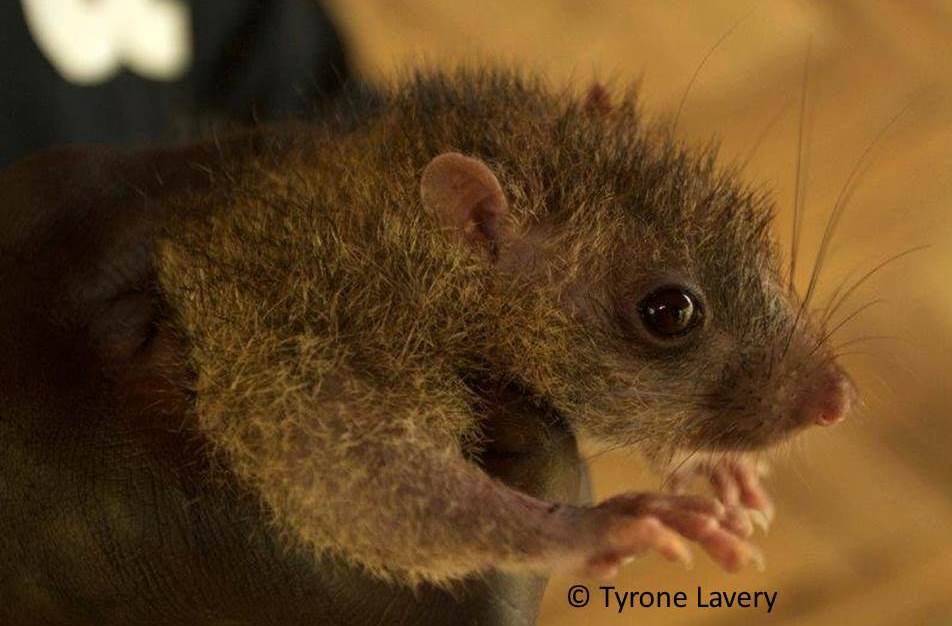 Solomys salebrosus- Bougainville Giant Rat 