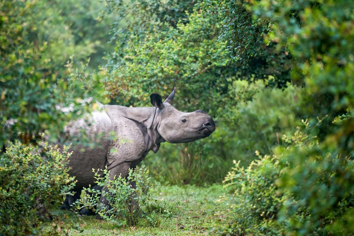 Greater one-horned rhinoceros in Manas NP © Udayan Borthakur, Head of Aaranyak's Wildlife Genetics Division
