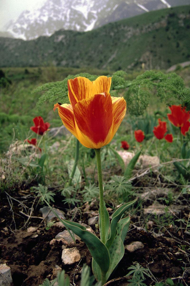 Aksu-Zhabagly_Tulipa greigi red-yellow 