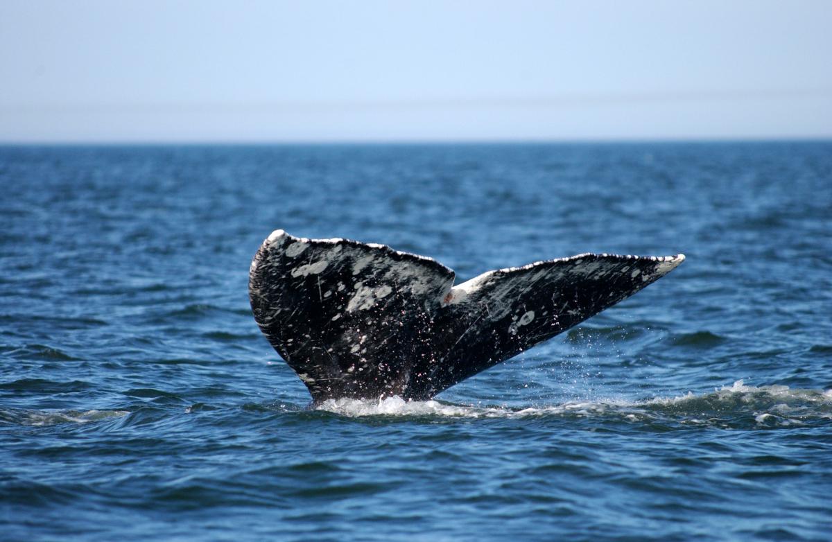 Western Gray Whale 
