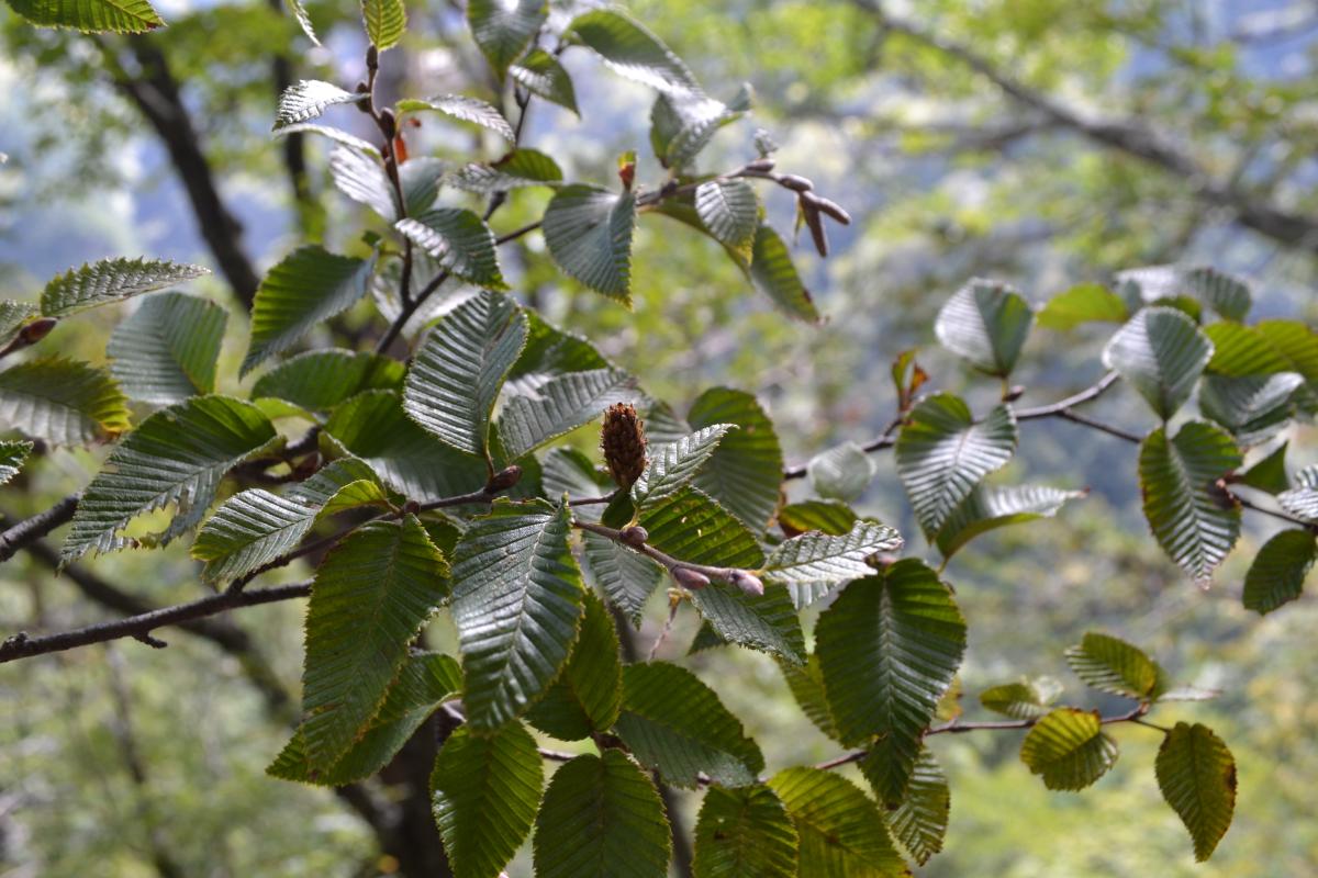 Betula chichibuensis leaves