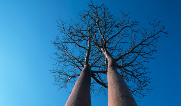Baobab Tree, Madagascar