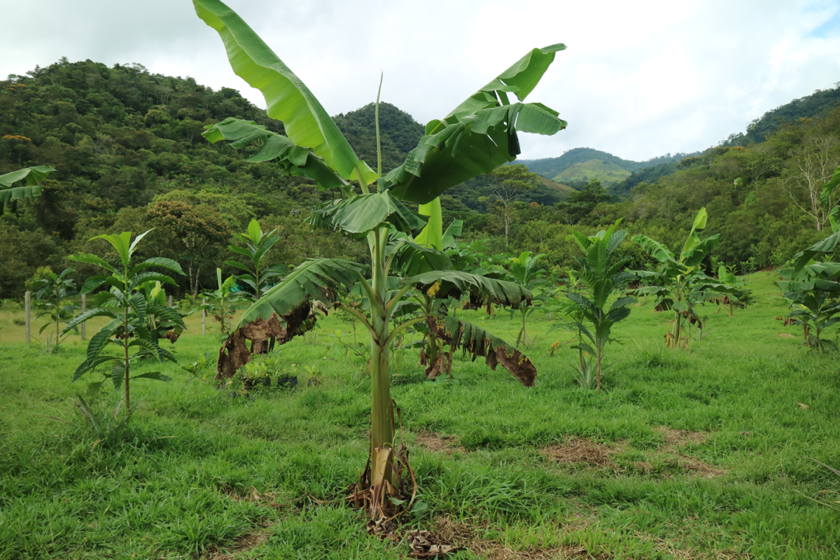 banana tree in grassy field with other trees