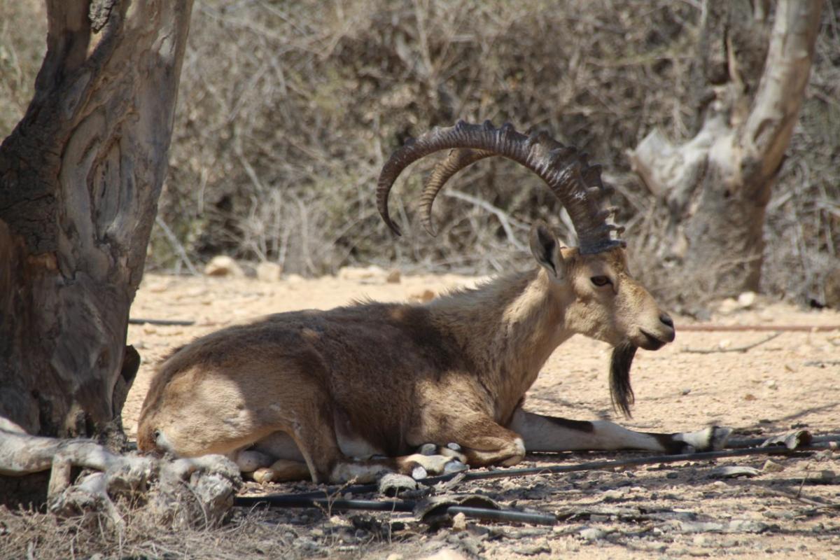 Nubian Ibex 