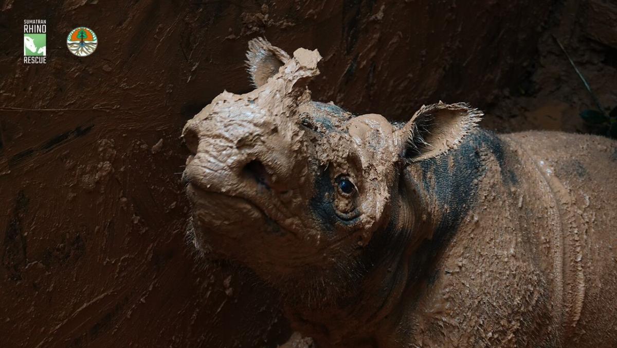 Rescue of critically endangered Sumatran rhino brings new hope for
