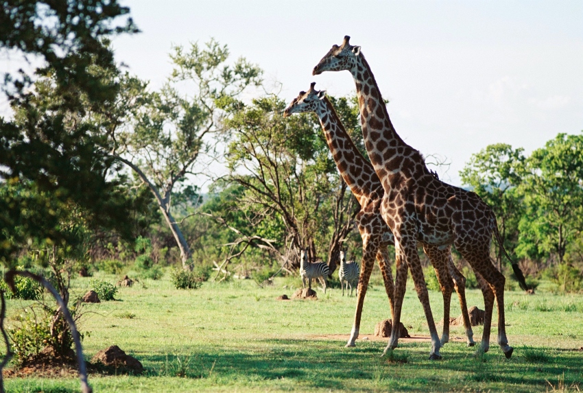 Selous Game Reserve, Tanzania, World Heritage site