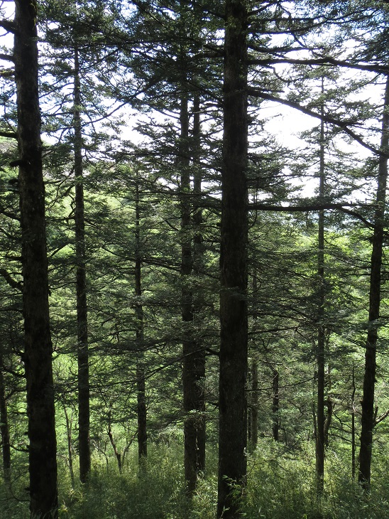 Old-growth forest in Shennongjia pilot national park