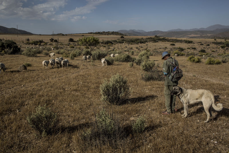 Conservation International Eco Ranger Moses Beukes trains a new dog to move with a herd of sheep from a local farm near Namaqualand National Park on November 4, 2015.