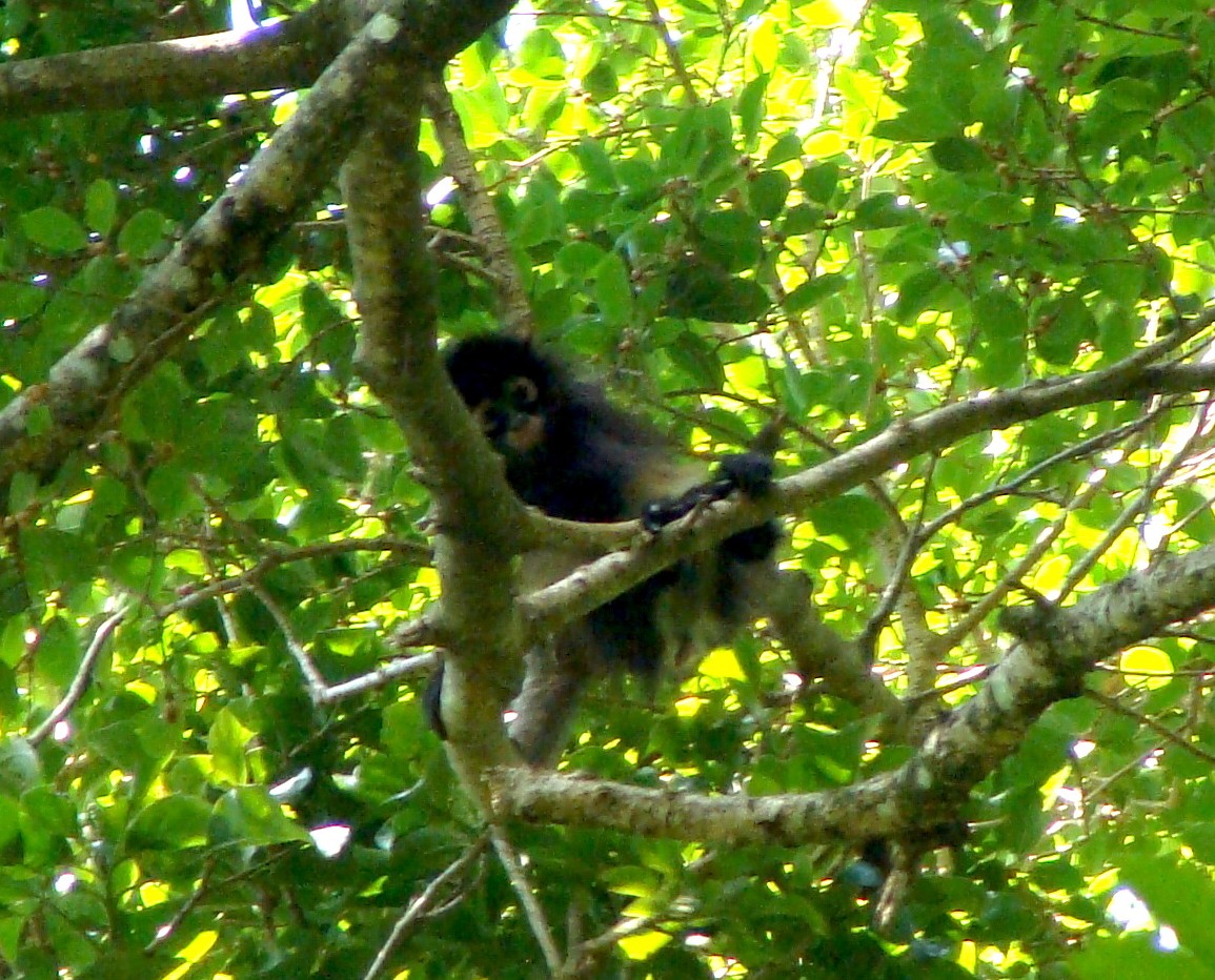 The Critically Endangered Geoffroy's Spider Monkey has low vulnerability to cyclone and drought-induced disturbance. Photo: © Eric. I. Ameca