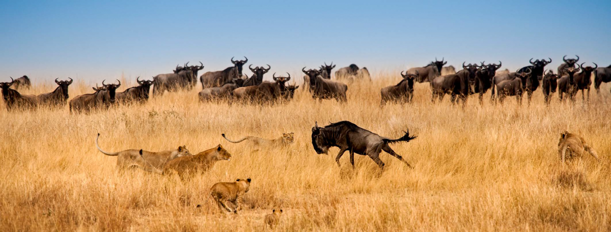 lions in africa