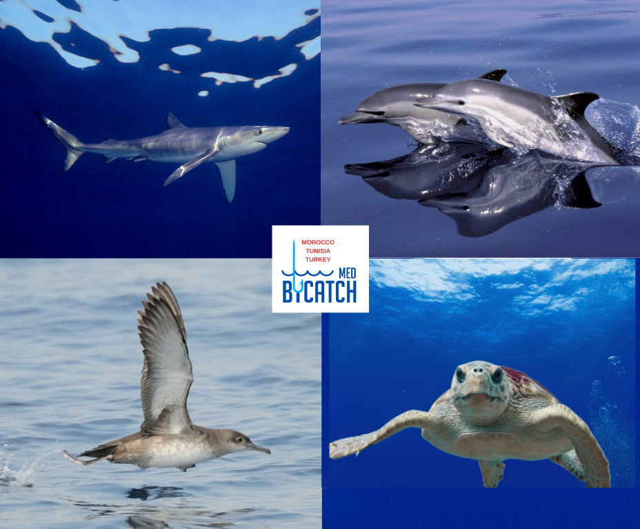  med_bycatch_project_iucn_incidental_catch_fisheries