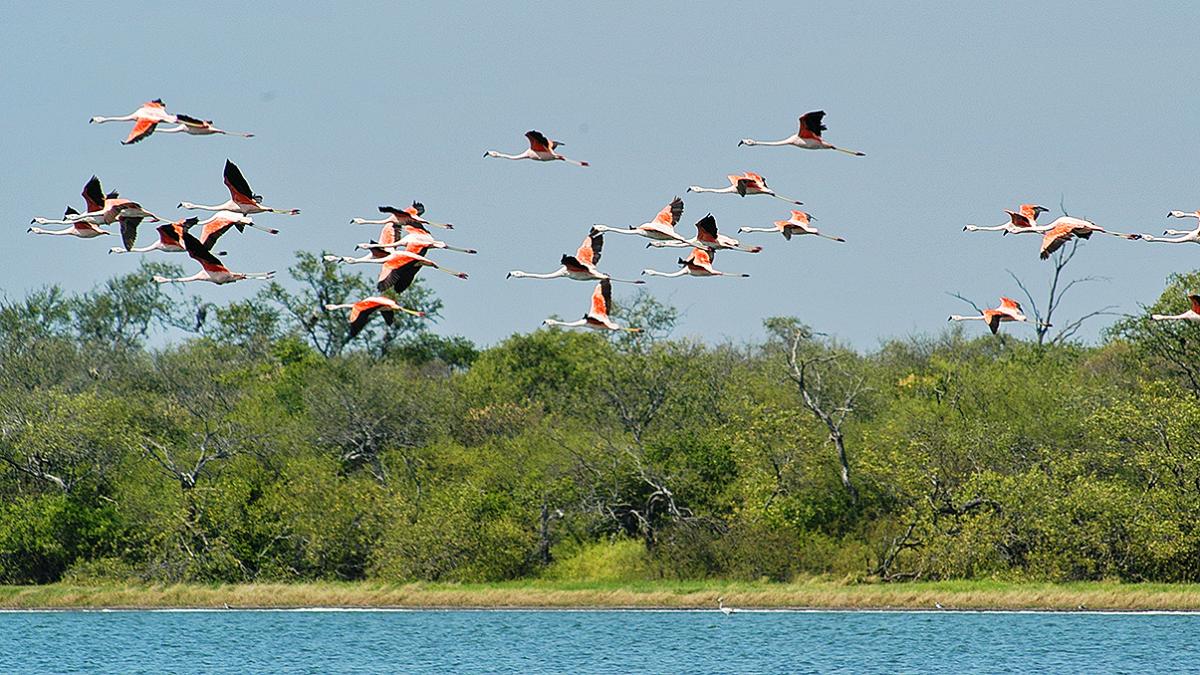 Reserva Natural Campo María - Paraguay