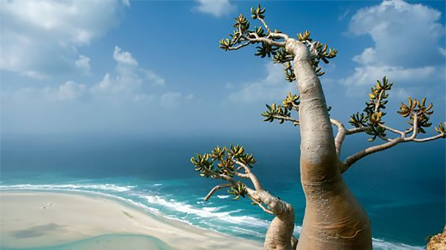 Socotra Fauna