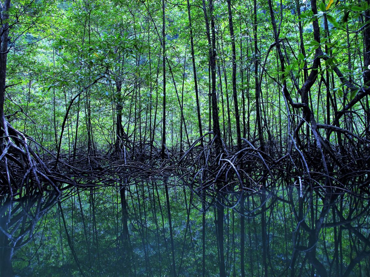 mangrove forest