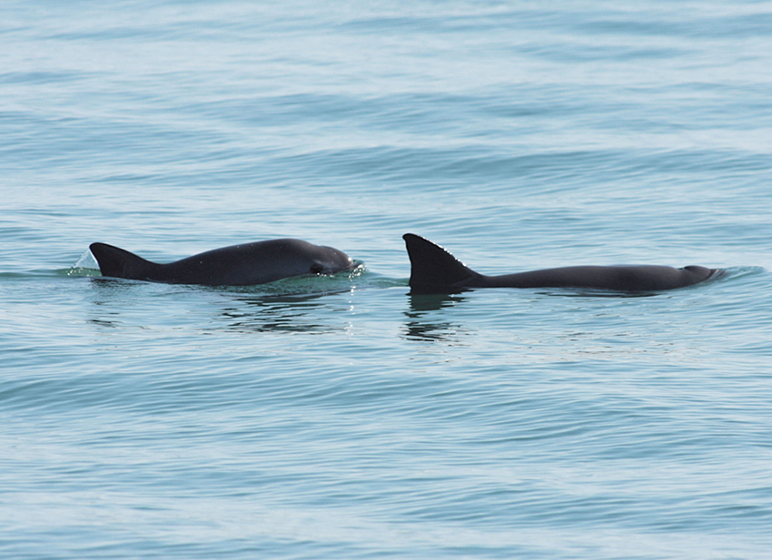 Vaquita Gulf of California