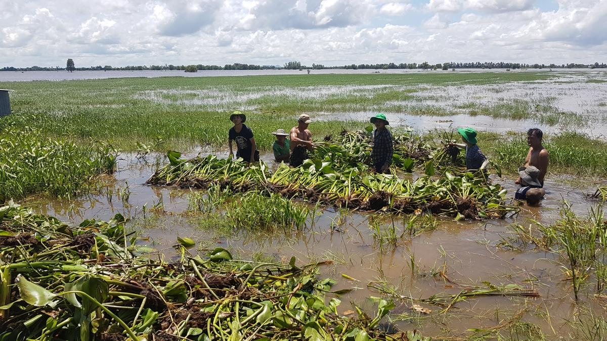 Building platform by water hyacinth for floating garden in An Giang Province