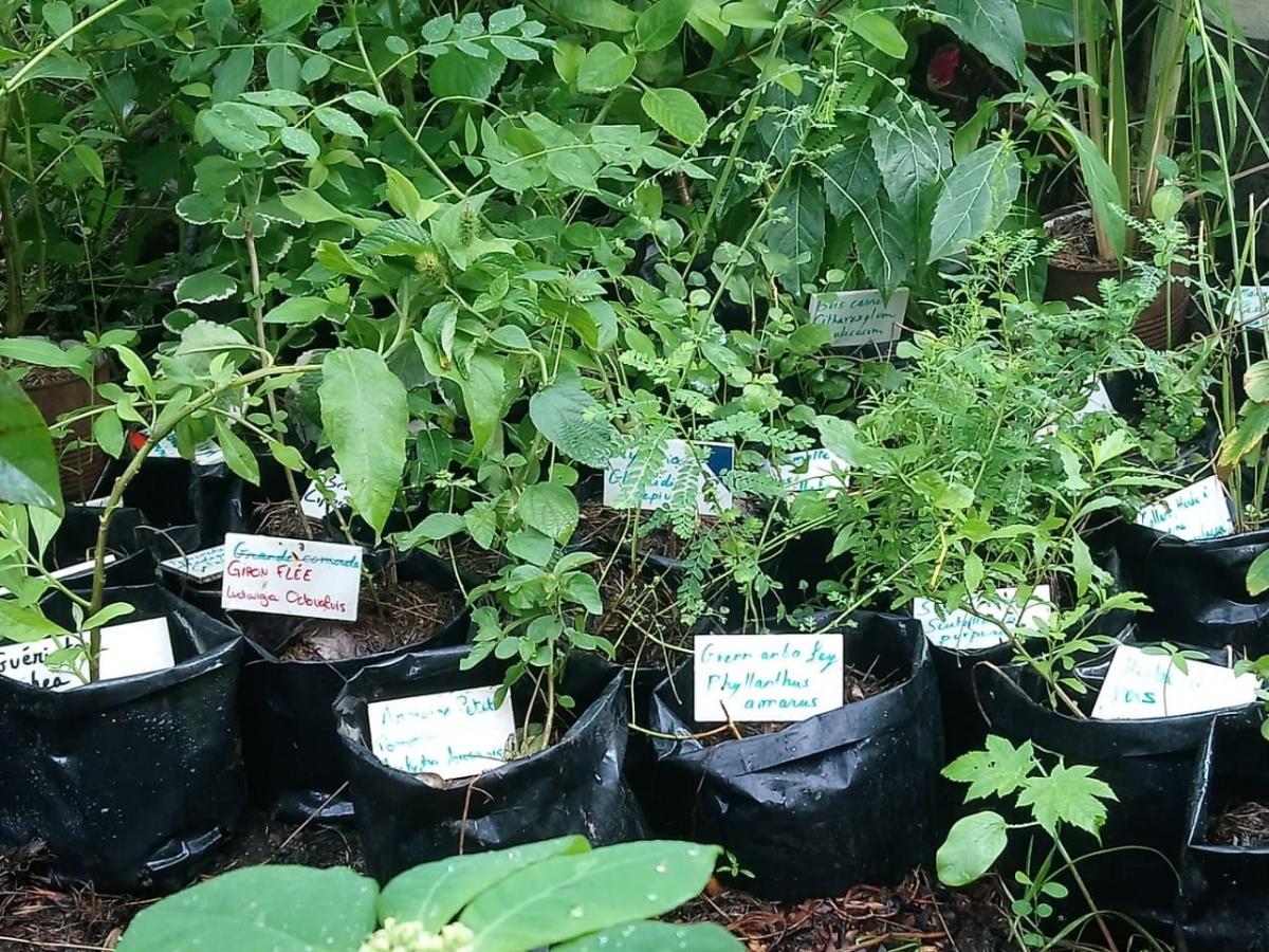 Caribbean Amaweca Projet - Pépinière de plantes locales médicinales- Martinique