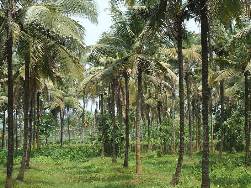 Coconut tree farm in Kerala, India