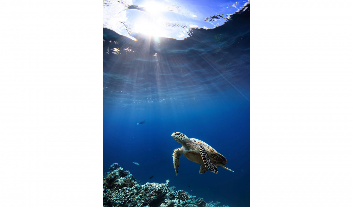 BiF Report - Turtle, Coral Reef and Fish 
