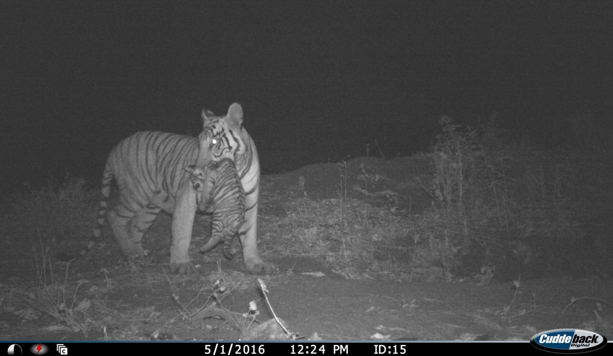 Camera trap tiger with cub