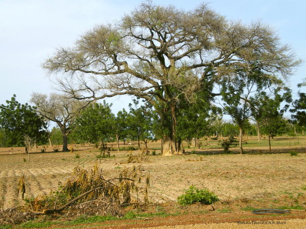  field with trees in Burkina Faso