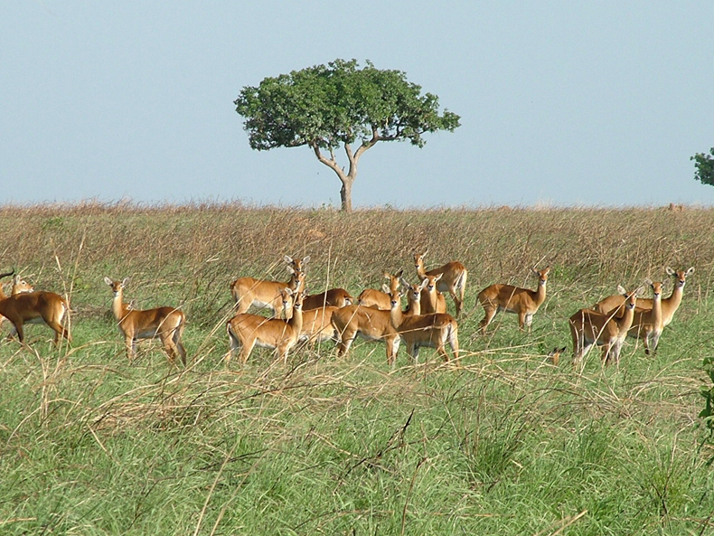 Garamba National Park