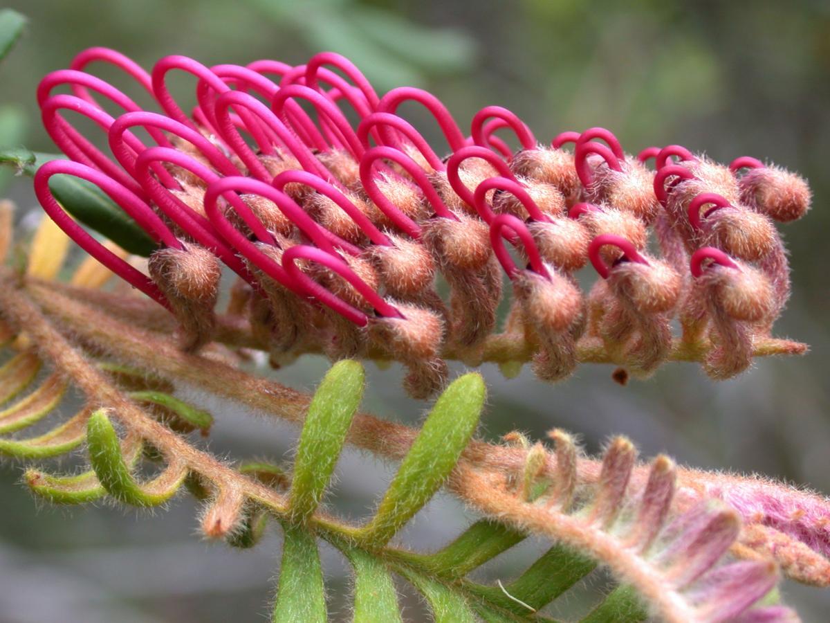 Critically Endangered Grevillea caleyi by Tony Auld
