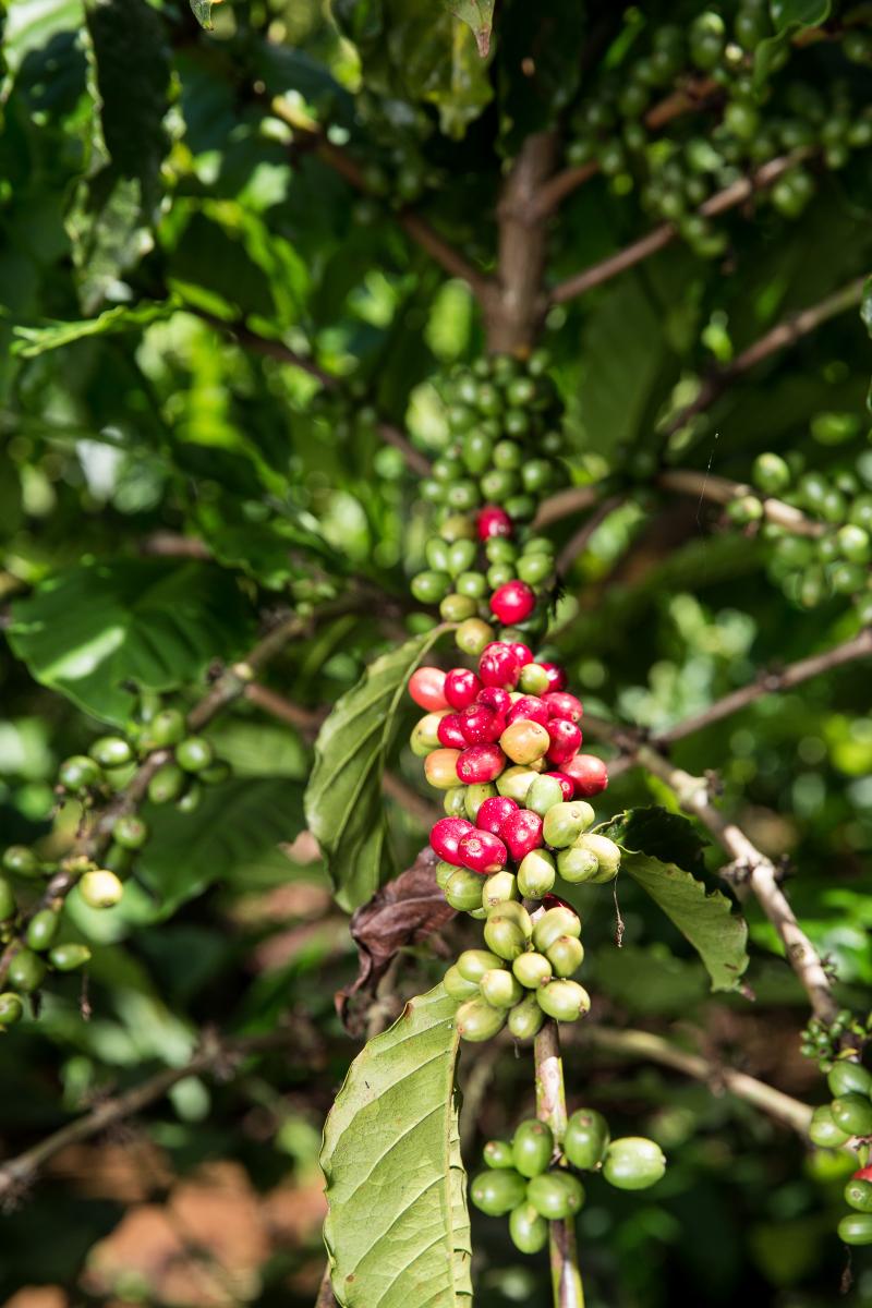 Ripening coffee cherries in the Central Highlands 