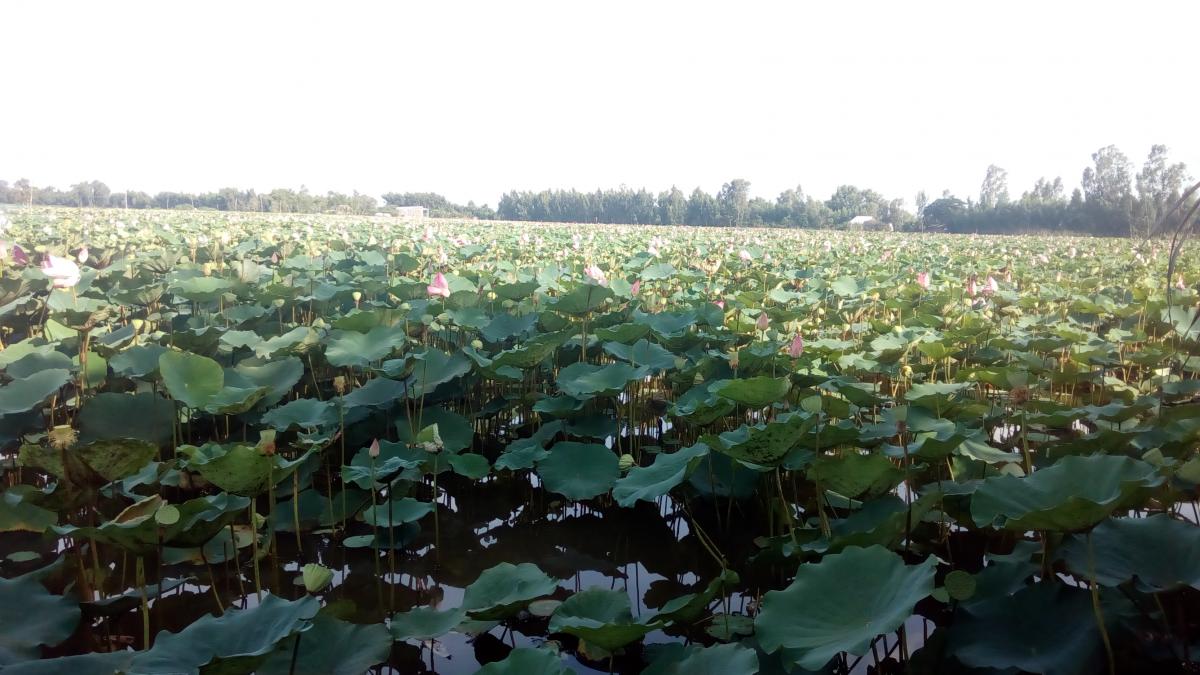 Lotus farm in Tan Kieu