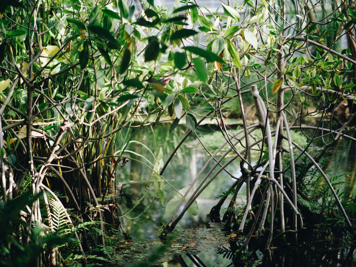 Mangroves are an important but fragile ecosystem